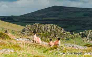 Defra backs Land Use Management Group to support Dartmoor farmers