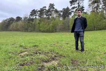 Gemeenten bundelen krachten met Agentschap Natuur en Bos om overlast van everzwijnen aan te pakken: “Voorkomen dat ze tot op de markt komen”