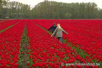 Tulpenboer doet oproep na diefstal tulpen: “Kijken mag, aankomen niet”