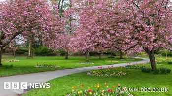 Cherry blossom festival celebrates town's blooms