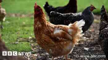 Rescue centre aiming to rehome 1,400 chickens