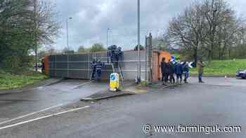 Farmers and vets hailed after rescuing 33 cattle from overturned lorry