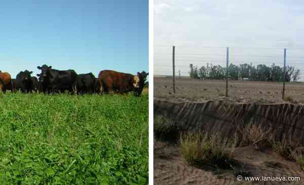 Los contrastes de la ganadería (desde las zonas Núcleo hasta el sudoeste bonaerense)
