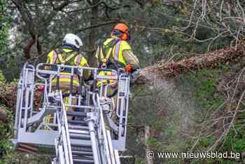 Brandweer verzaagt zware afgekraakte tak van boom