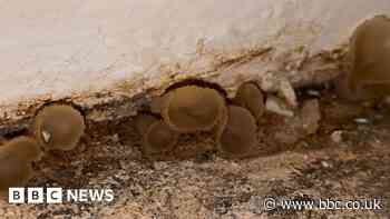 Mushrooms grow in home while mum waits for repairs