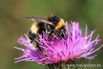 Tien jaar BeeOdiversity in Knokke-Heist: aanwezigheid pesticiden zakte tot 47 procent