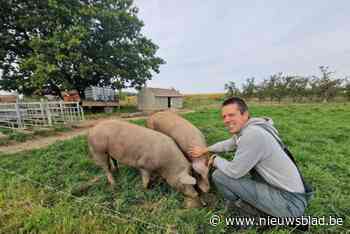 Selfie met een varken kan je 50 euro aan vlees opleveren