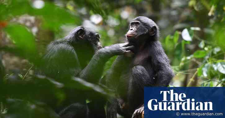 Bonobos not the peace-loving primates once thought, study reveals