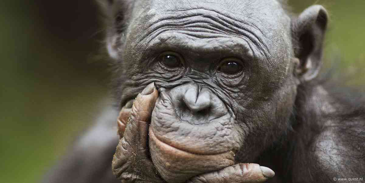 Bonobo’s knuffelapen? Ze blijken veel agressiever dan gedacht