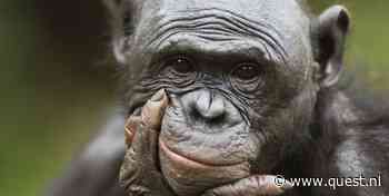 Bonobo’s knuffelapen? Ze blijken veel agressiever dan gedacht