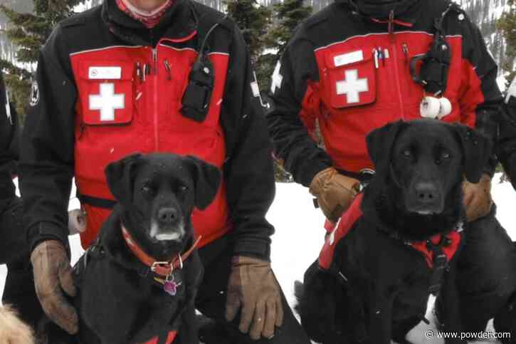 Colorado Resort Mourns Loss Of Beloved Avalanche Rescue Dogs