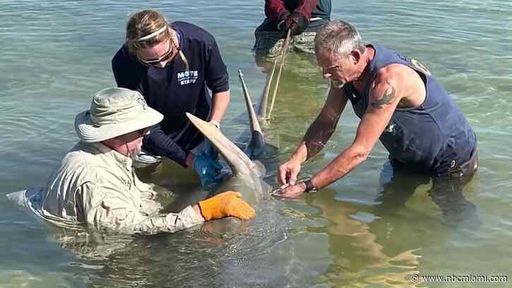 Sawfish rescued in Florida as biologists try to determine why the ancient fish are dying