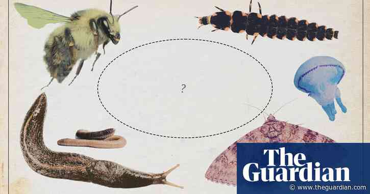 UK invertebrate of the year: vote for your favourite