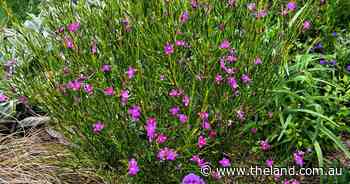 Ticks for low-water plant mix | In Fiona's Garden