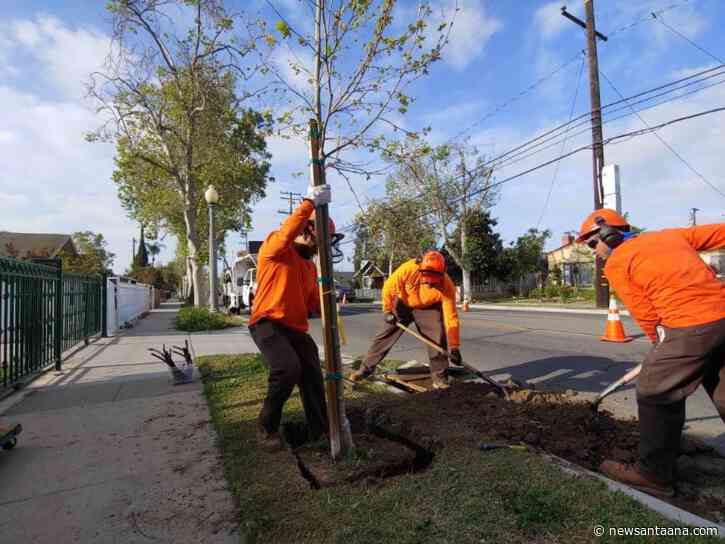 Santa Ana won a $1M grant to remove diseased trees