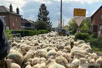 Opmerkelijk zicht in Voeren: 800 schapen trekken van winterplek naar zomerweide