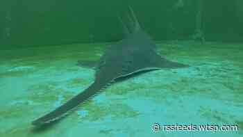 Sawfish spotted swimming in circles rescued in Florida Keys