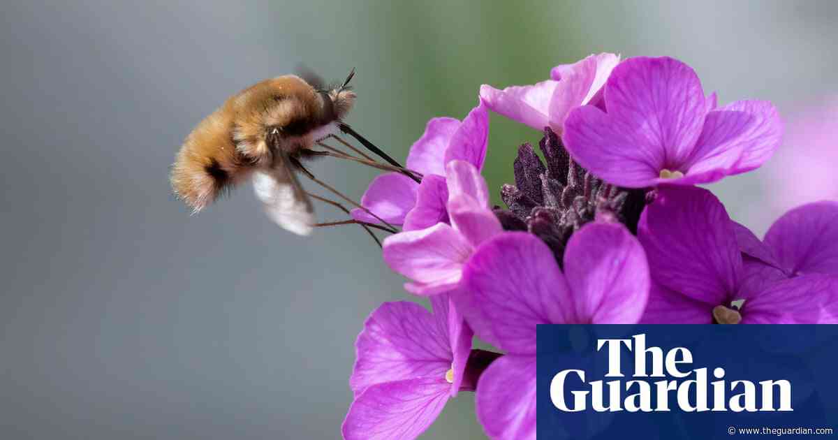 ‘A glittering new world of intrigue’: the rich stories Britain’s insects have to tell