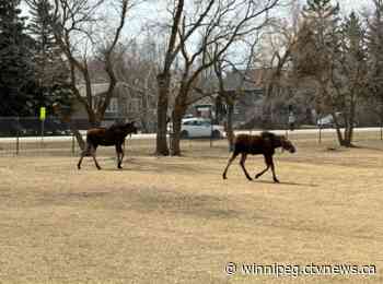 Moose on the loose in Oakville, Man.
