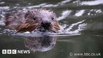 Beavers set for return to county in October