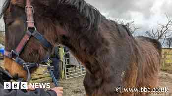 Woman banned from having horses fined for reoffending