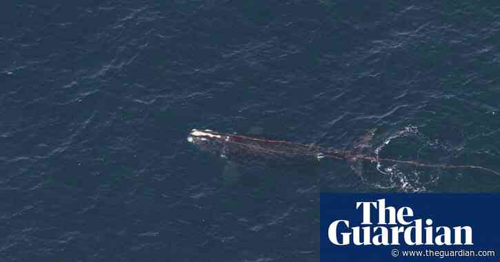 Rope-entangled right whale spotted off coast of New England