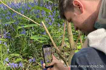 Boshyacinten in Hallerbos zijn niet de enige: hier kan je ook - en rustiger - van blauw bloementapijt genieten