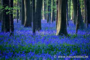 Boshyacinten in Hallerbos zijn niet de enige: hier kan je ook - en rustiger - van blauw bloementapijt genieten