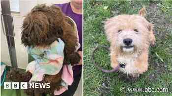 The dumped dog that changed colour after rescue