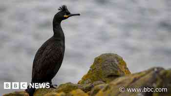 Scottish seabird migration study secures support