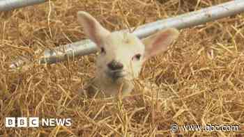 Wet weather devastating for lambing, farmers say
