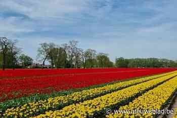 Schitterend lenteweer trekt honderden kijklustigen naar Stabroekse tulpenweide: “We hadden hier gerust een ijsjeskar kunnen zetten”