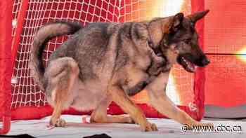 'The most Canadian dog ever.' Tracadie canine wins hearts on national television