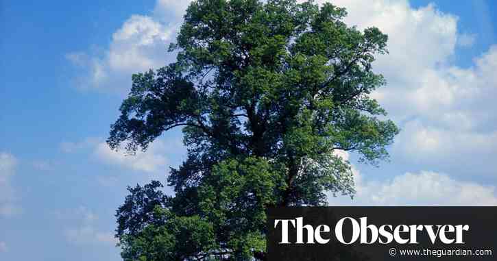 The disease-busting hybrids that could bring back the majestic English elm