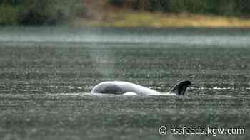 First attempt to rescue stranded orca calf in Canadian lagoon is unsuccessful