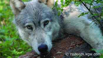 Oregon wolf territory expands but population holds steady in 2023, report finds