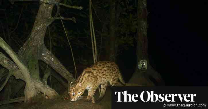 ‘We found 700 different species’: astonishing array of wildlife discovered in Cambodia mangroves