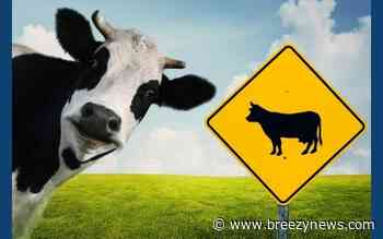 Pitbulls Reported Chasing People; Unrelated Cow Trouble