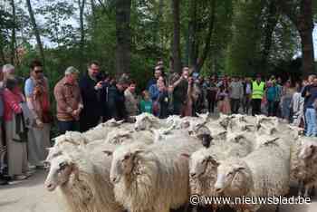 Jaarlijkse traditie: schapen trekken onder begeleiding over Lierse stadsvesten: “Hadden niet verwacht dat ze zo snel zouden zijn”