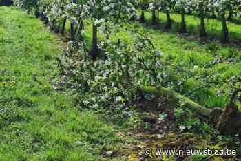 Tientallen appelbomen liggen tegen de grond in plantage aan Hemelveld