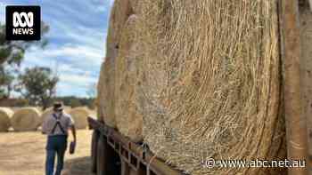 WA government rules out subsidies for farmers facing feed shortage as 'seasons get hotter and drier'