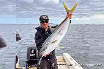 Bluefin still Missing In Action – Grunion for Bait during Observation Only? - Yellowtail Limits a Short Drive South