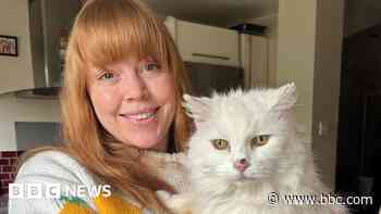 'Wanderlust' cat safely brought home by police