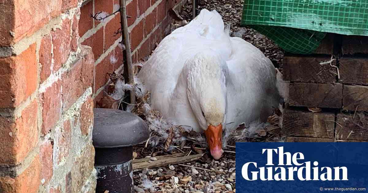 Country diary: All of life is in these farmyard geese | Kate Blincoe