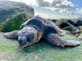 Warning after turtles found washed up on South Coast beaches