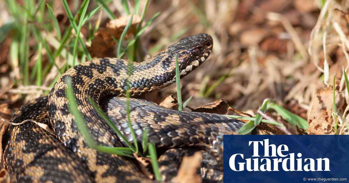 Country diary 1974: adders find their place in the northern sun