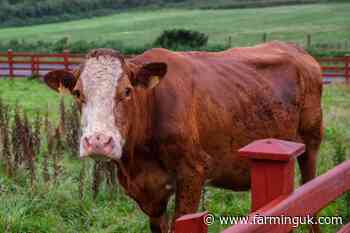Beef Carbon Reduction scheme opens today for NI farmers