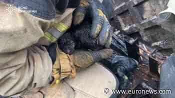 WATCH: Ukrainian firefighters rescue five puppies