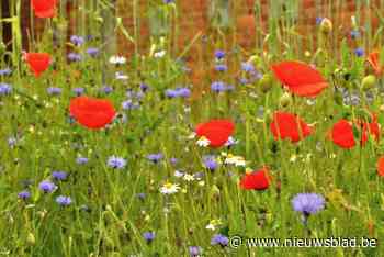 Gratis bloemenzaadzakjes en Tuinrangerwerking brengen meer kleur en leven in je tuin