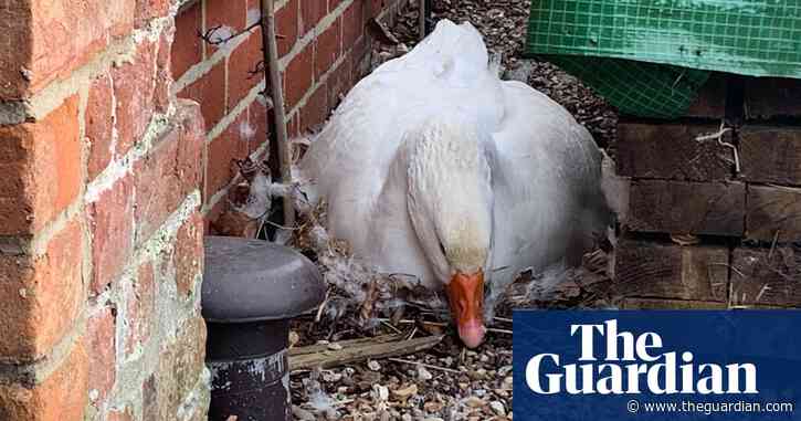 Country diary: All of life is in these farmyard geese | Kate Blincoe